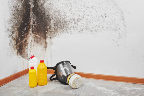 Best Basement Mold Remediation in Traverse City, MI