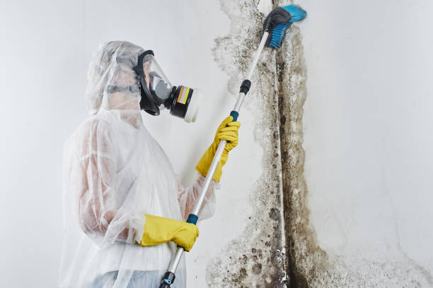 Best Health and Safety Mold Remediation in Traverse City, MI