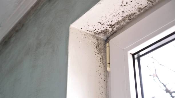 Best Bathroom Mold Remediation in Traverse City, MI