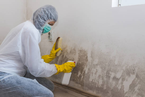 Best Mold Testing and Inspection Services in Traverse City, MI