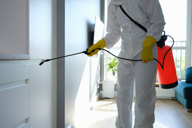 Best Emergency Mold Remediation in Traverse City, MI