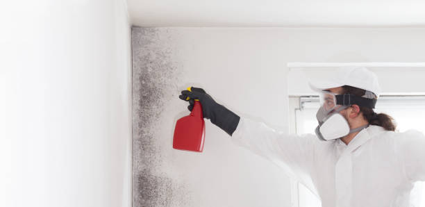 Best Residential Mold Remediation in Traverse City, MI