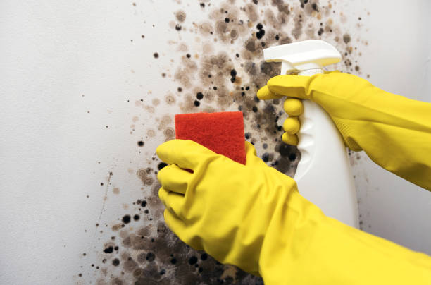 Best Commercial Mold Remediation in Traverse City, MI
