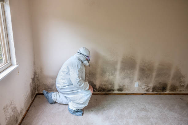 Best Insurance-Related Mold Remediation in Traverse City, MI