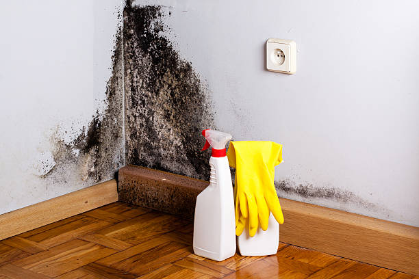 Best Black Mold Remediation in Traverse City, MI